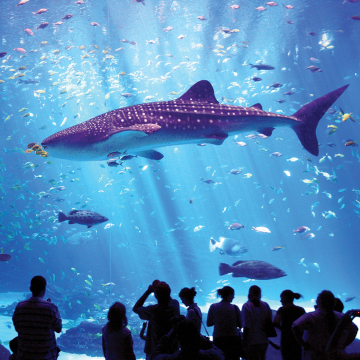 Georgia Aquarium tackles nitrate challenge, while exceeding sustainability goals