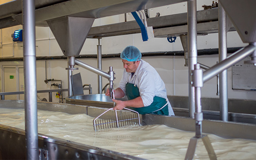 dairy-processing-528x330.jpg